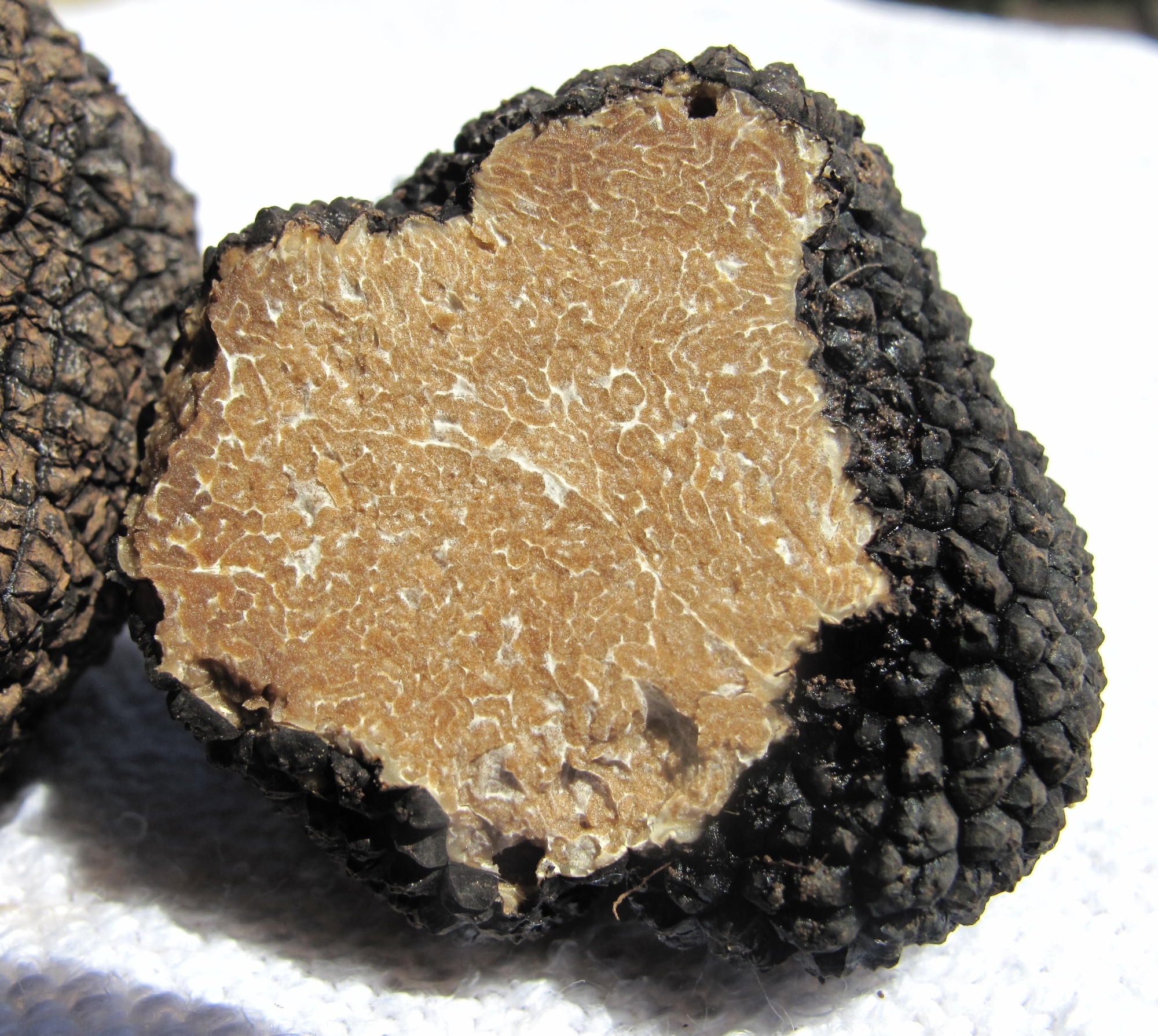Tartufo Scorzone